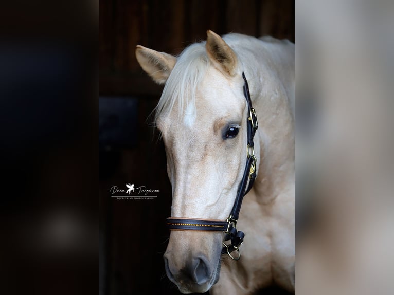 Andalusian Gelding 4 years 15,2 hh Palomino in Bad Laer