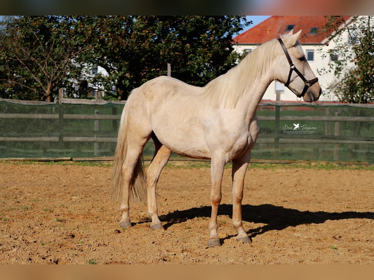 Andalusian Gelding 4 years 15,2 hh Palomino in Bad Laer