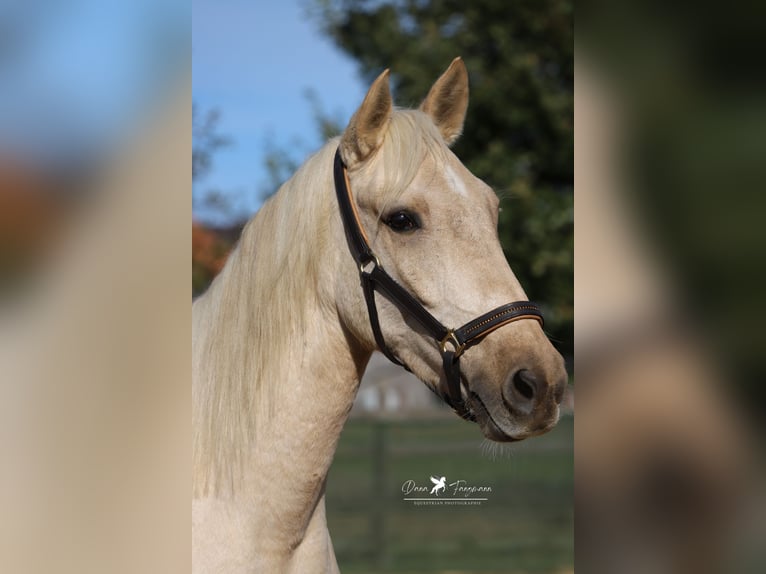 Andalusian Gelding 4 years 15,2 hh Palomino in Bad Laer