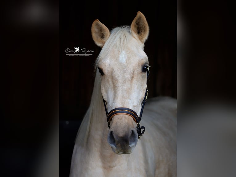 Andalusian Gelding 4 years 15,2 hh Palomino in Bad Laer