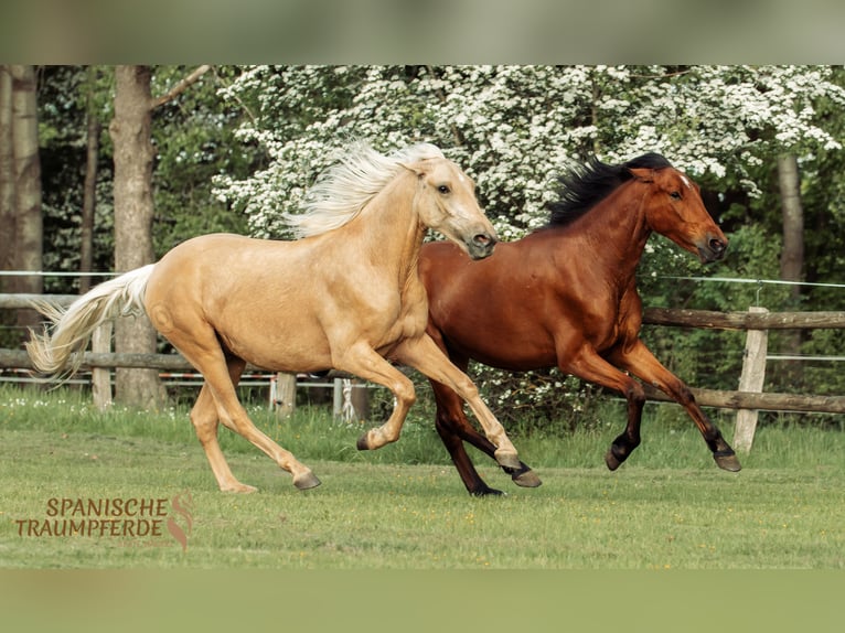Andalusian Mix Gelding 4 years 15,2 hh Palomino in Traventhal