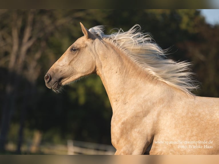 Andalusian Mix Gelding 4 years 15,2 hh Palomino in Traventhal