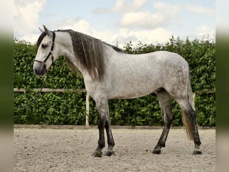 Andalusian Gelding 4 years 15,3 hh Gray-Dapple in Neustadt (Wied)