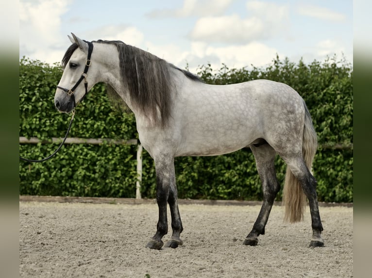 Andalusian Gelding 4 years 15,3 hh Gray-Dapple in Neustadt (Wied)