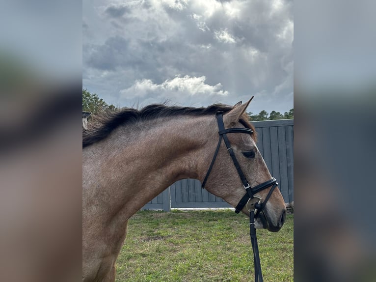 Andalusian Gelding 4 years 15.3 hh Grey in Orlando