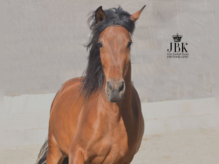 Andalusian Gelding 4 years 15 hh Brown in Tabernas Almeria