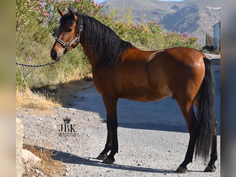 Andalusian Gelding 4 years 15 hh Brown in Tabernas Almeria