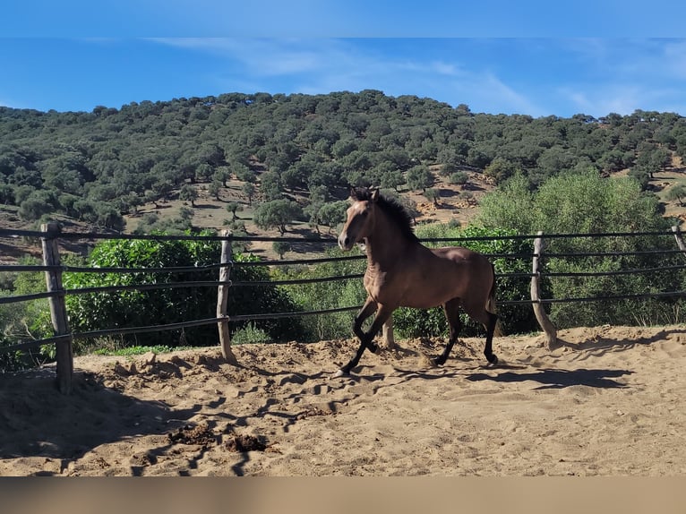 Andalusian Gelding 4 years 15 hh Brown Falb mold in Vejer de la Frontera