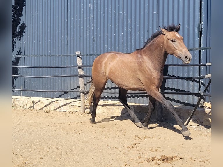 Andalusian Gelding 4 years 15 hh Brown Falb mold in Vejer de la Frontera