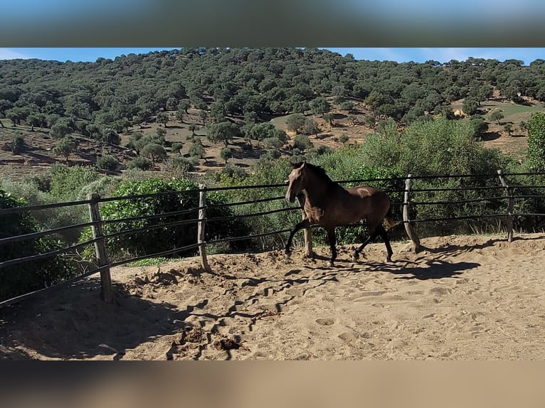 Andalusian Gelding 4 years 15 hh Brown Falb mold in Vejer de la Frontera