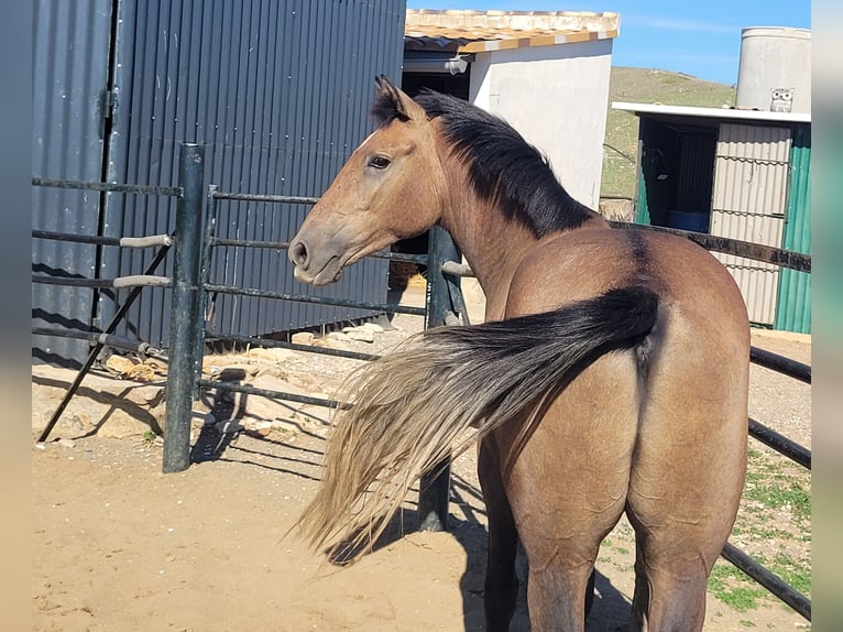 Andalusian Gelding 4 years 15 hh Brown Falb mold in Vejer de la Frontera