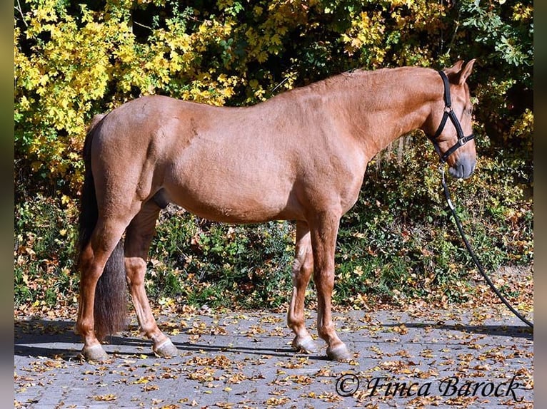 Andalusian Gelding 4 years 15 hh Chestnut-Red in Wiebelsheim