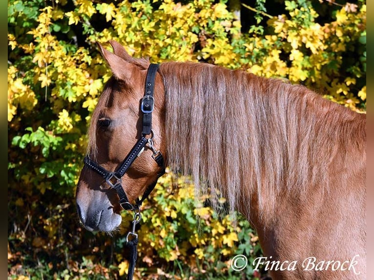 Andalusian Gelding 4 years 15 hh Chestnut-Red in Wiebelsheim