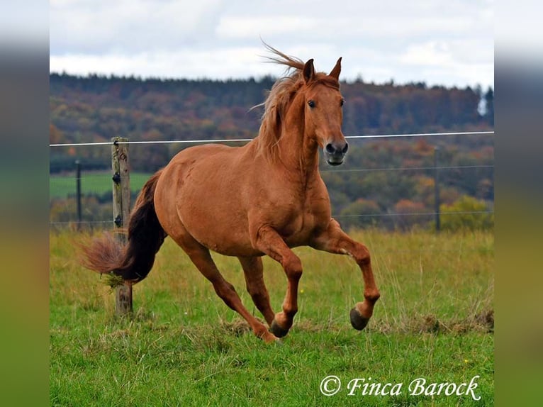 Andalusian Gelding 4 years 15 hh Chestnut-Red in Wiebelsheim
