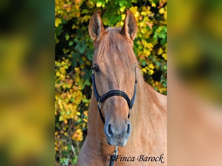 Andalusian Gelding 4 years 15 hh Chestnut-Red in Wiebelsheim