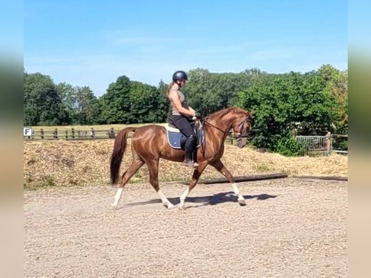 Andalusian Mix Gelding 4 years 15 hh Chestnut-Red in Karlshuld