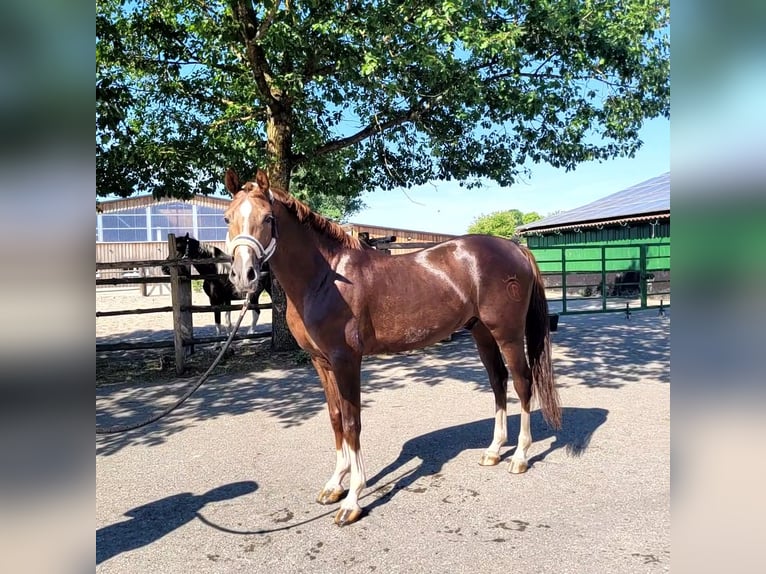 Andalusian Mix Gelding 4 years 15 hh Chestnut-Red in Karlshuld
