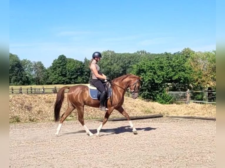 Andalusian Mix Gelding 4 years 15 hh Chestnut-Red in Karlshuld