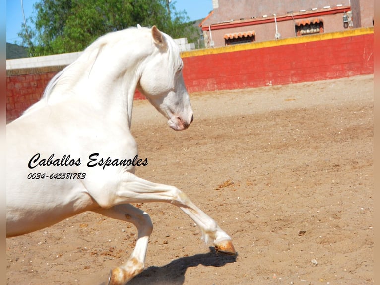 Andalusian Gelding 4 years 15 hh Cremello in Vejer de la Frontera