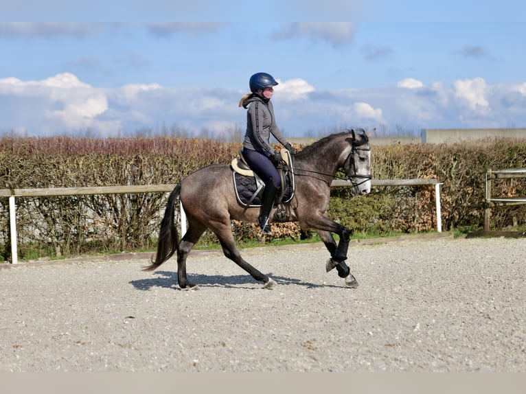 Andalusian Gelding 4 years 15 hh Gray-Dapple in Neustadt (Wied)