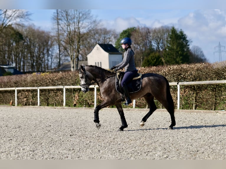 Andalusian Gelding 4 years 15 hh Gray-Dapple in Neustadt (Wied)