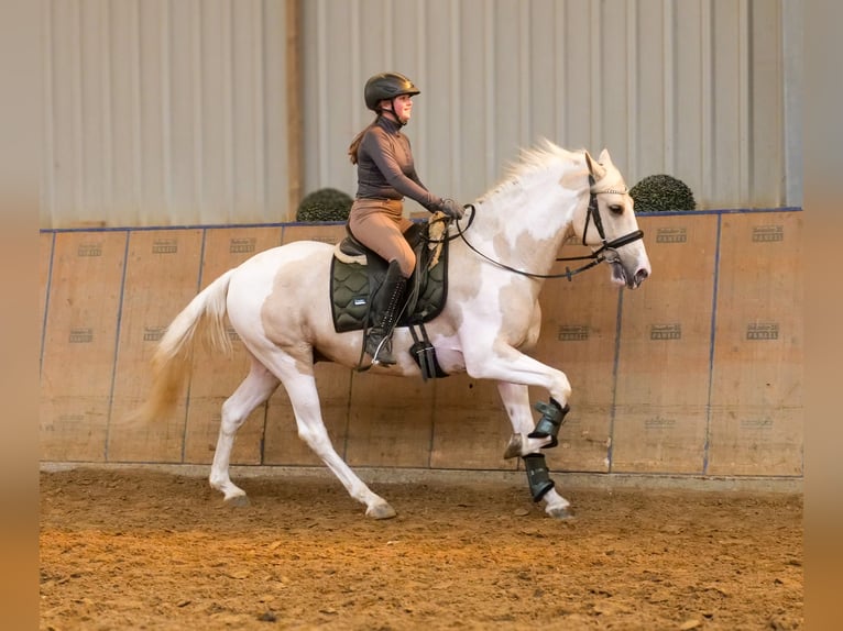 Andalusian Gelding 4 years 15 hh Pinto in Neustadt (Wied)