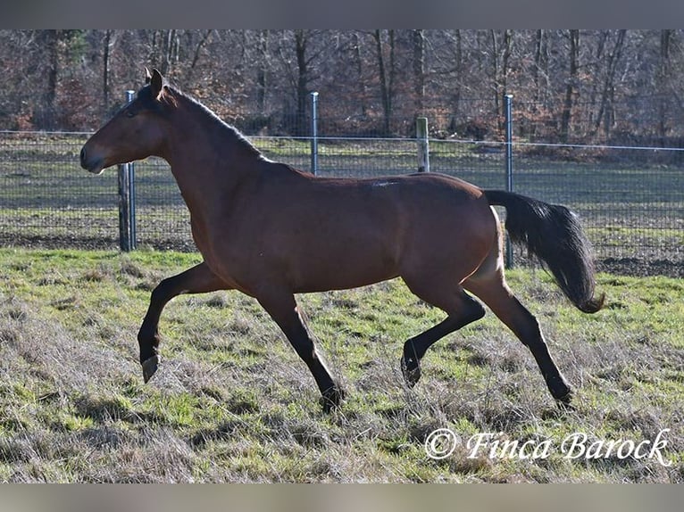 Andalusian Gelding 4 years 15,1 hh Brown in Wiebelsheim