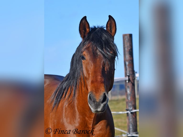 Andalusian Gelding 4 years 15,1 hh Brown in Wiebelsheim