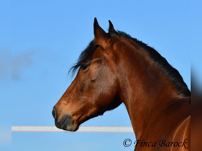 Andalusian Gelding 4 years 15,1 hh Brown in Wiebelsheim