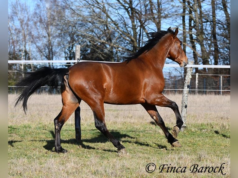 Andalusian Gelding 4 years 15,1 hh Brown in Wiebelsheim