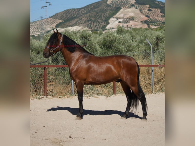 Andalusian Gelding 4 years 15,1 hh Brown in Pruna