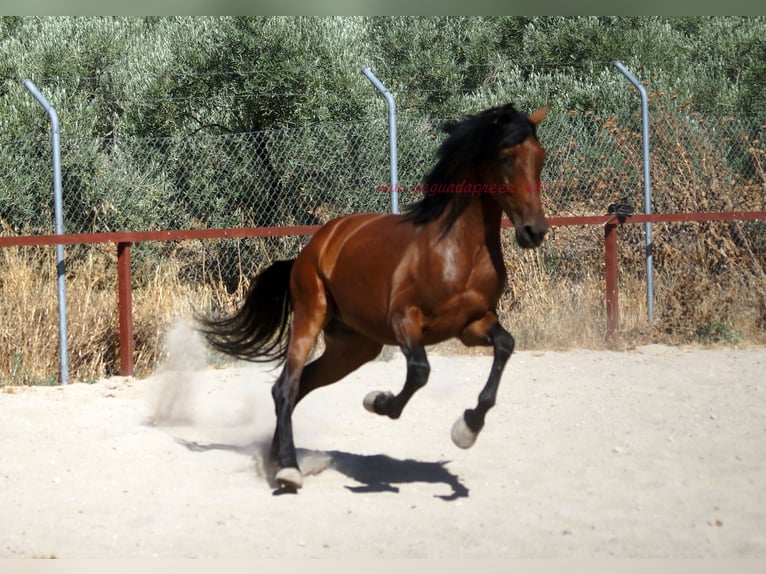Andalusian Gelding 4 years 15,1 hh Brown in Pruna
