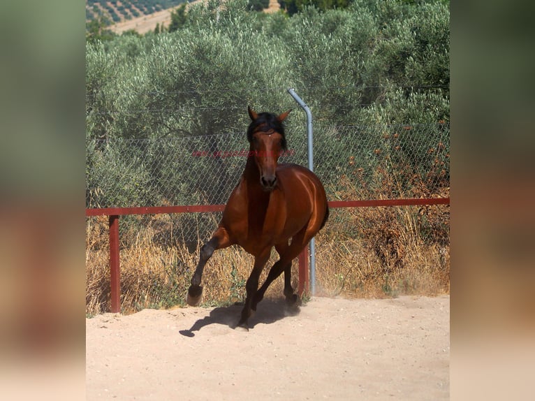 Andalusian Gelding 4 years 15,1 hh Brown in Pruna