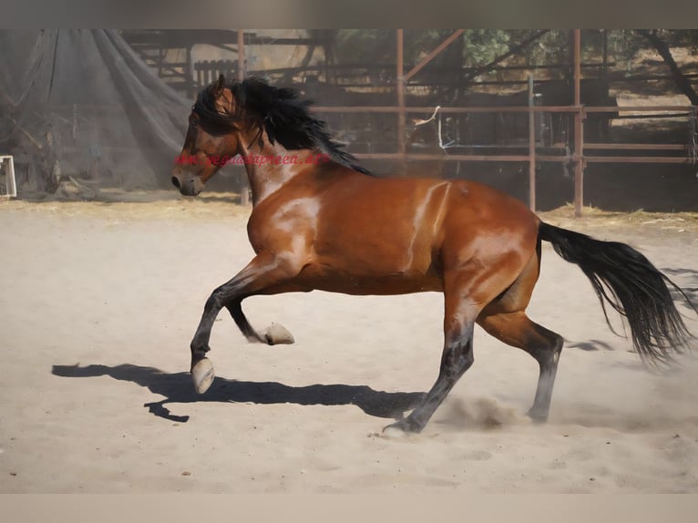 Andalusian Gelding 4 years 15,1 hh Brown in Pruna