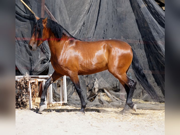 Andalusian Gelding 4 years 15,1 hh Brown in Pruna