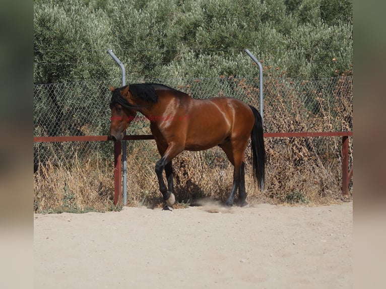 Andalusian Gelding 4 years 15,1 hh Brown in Pruna