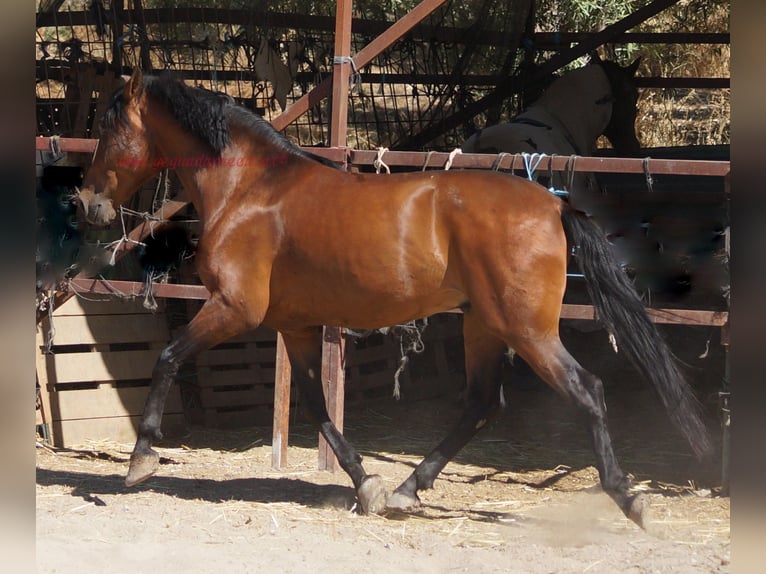 Andalusian Gelding 4 years 15,1 hh Brown in Pruna
