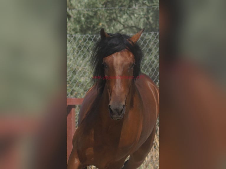 Andalusian Gelding 4 years 15,1 hh Brown in Pruna