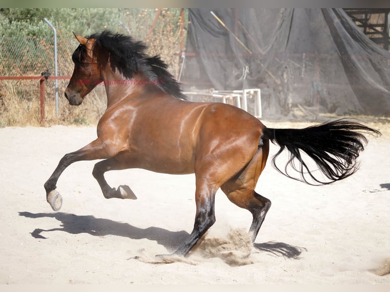 Andalusian Gelding 4 years 15,1 hh Brown in Pruna
