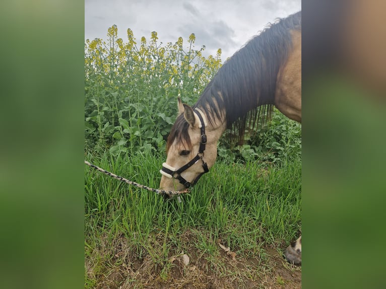 Andalusian Gelding 4 years 15,1 hh Dun in Essen