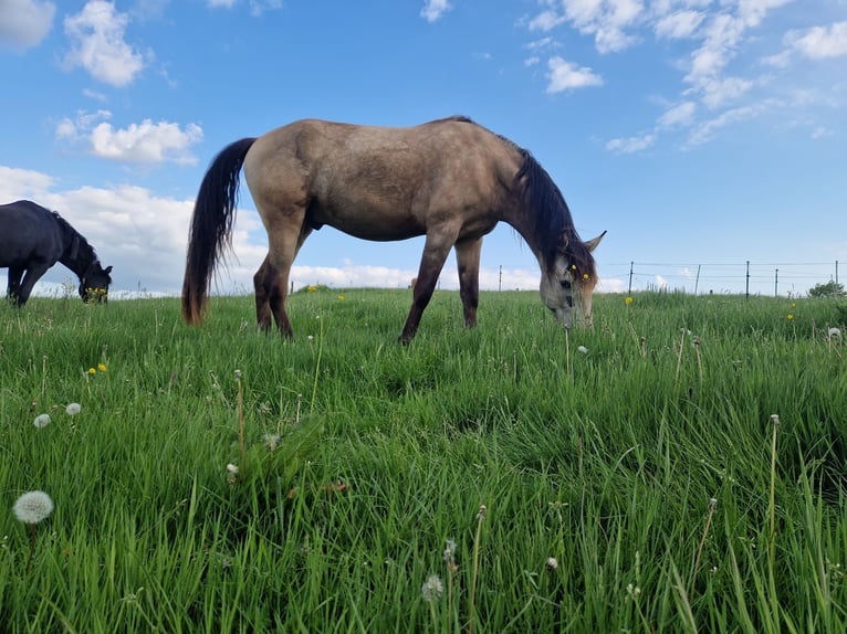 Andalusian Gelding 4 years 15,1 hh Dun in Essen
