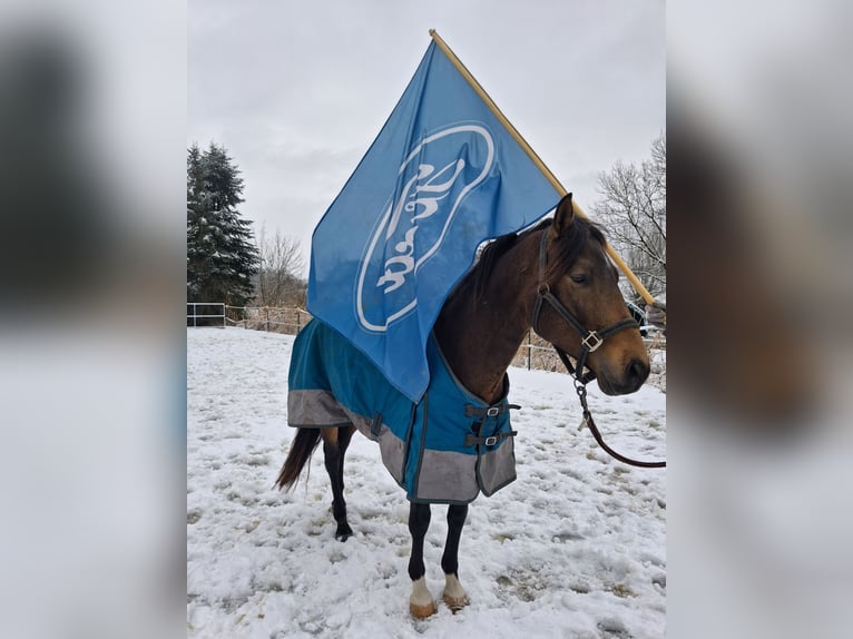 Andalusian Gelding 4 years 15,1 hh Dun in Wülfrath