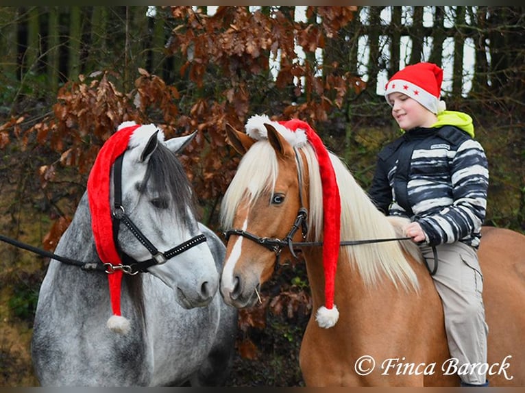 Andalusian Gelding 4 years 15,1 hh Grey in Wiebelsheim