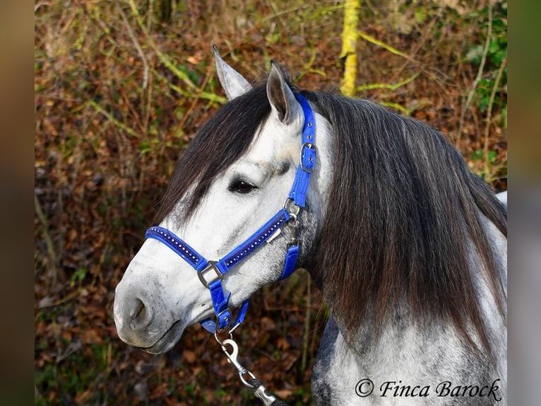 Andalusian Gelding 4 years 15,1 hh Grey in Wiebelsheim