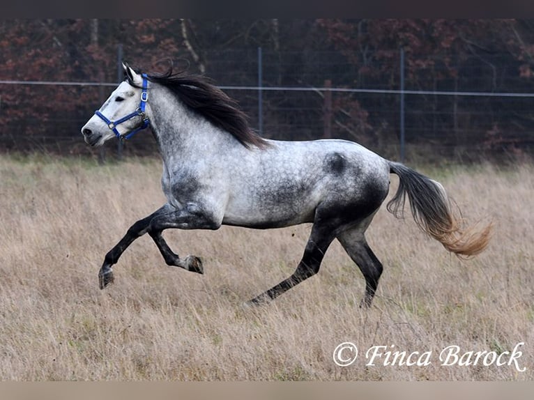 Andalusian Gelding 4 years 15,1 hh Grey in Wiebelsheim