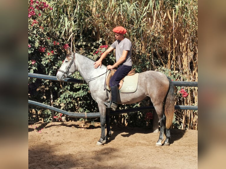 Andalusian Gelding 4 years 15,1 hh Grey in Adra Almería