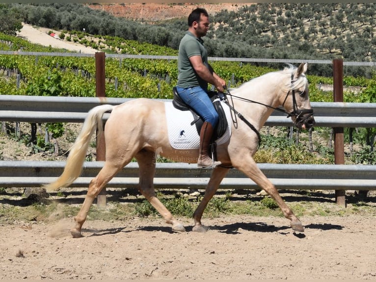 Andalusian Gelding 4 years 15,1 hh Palomino in Provinz Cordoba