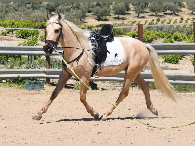 Andalusian Gelding 4 years 15,1 hh Palomino in Provinz Cordoba