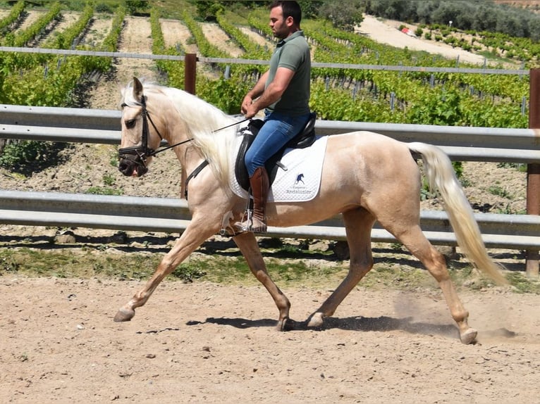 Andalusian Gelding 4 years 15,1 hh Palomino in Provinz Cordoba