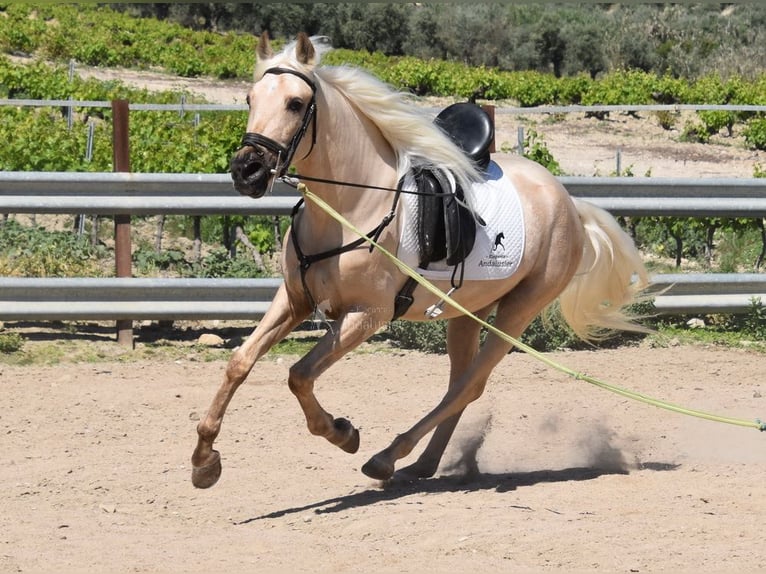 Andalusian Gelding 4 years 15,1 hh Palomino in Provinz Cordoba